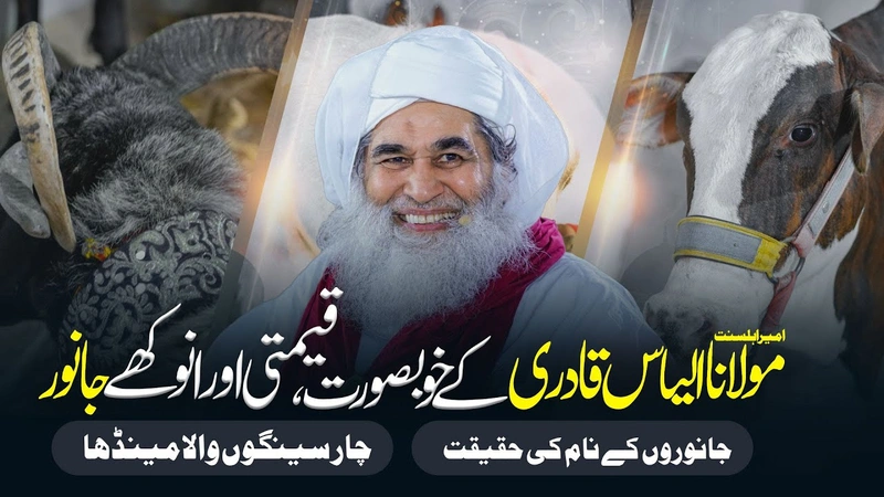 Maulana Ilyas Qadri Ke Ghar Qeemti Janwar | Bakra Eid Special Program | Eid ul Adha | Qurbani Masail